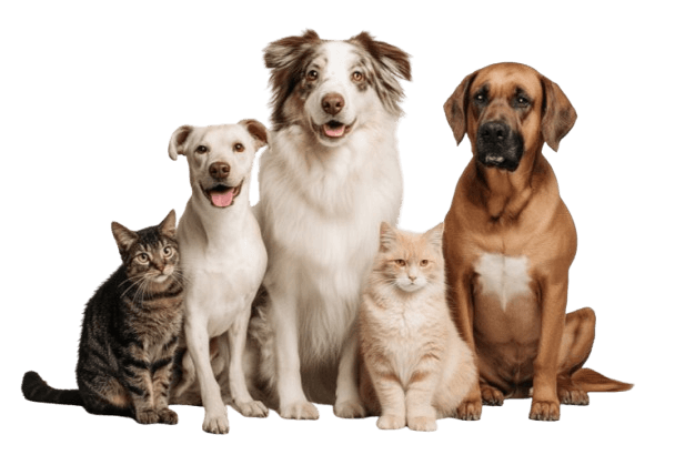 Happy pets sitting together