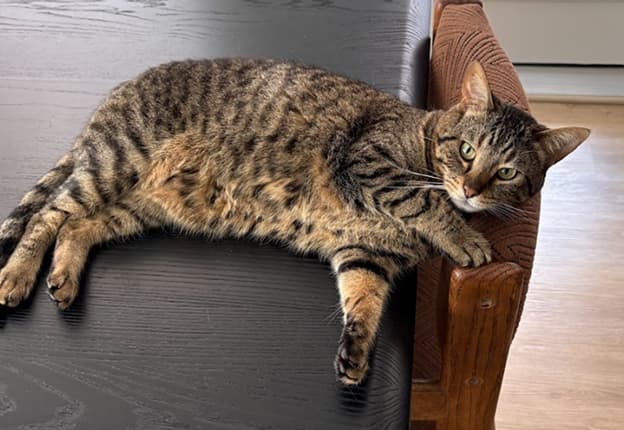 Happy tabby cat on wooden chair