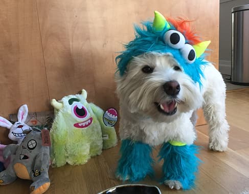 Two dogs in fascinator hats