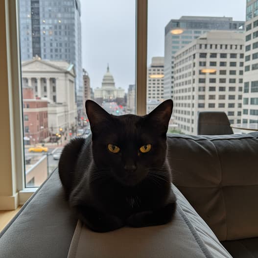 Tabby cat on yellow blanket