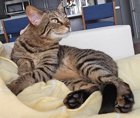 Dog celebrating birthday