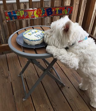 Two dogs in superhero costumes on steps