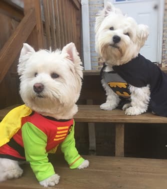 Two dogs with crowns and toys