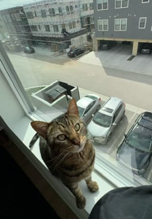 Two dogs in Incredibles costumes