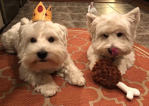 Two dogs playing with ball