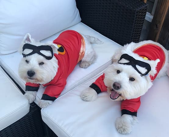 Tabby cat in sunlight