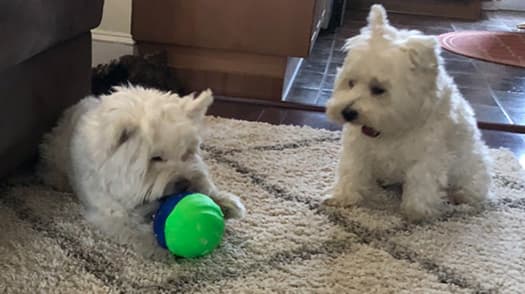 Two dogs in matching red costumes