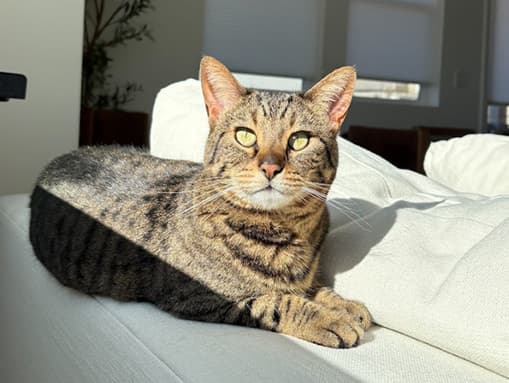 Tabby cat on window sill