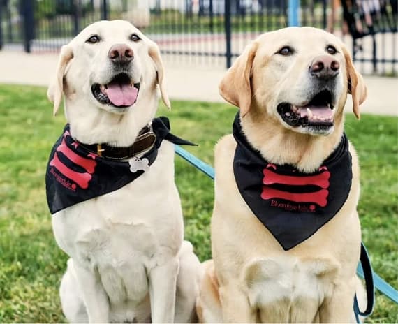 Two happy Labrador Retrievers with bandanas