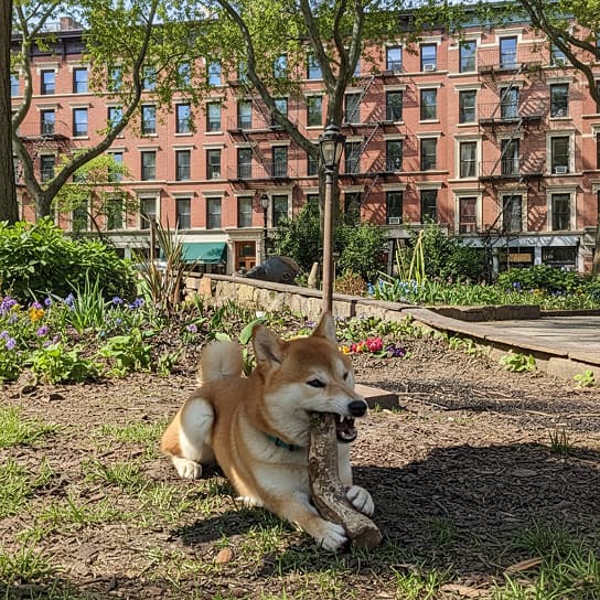 Shiba Inu dog chewing a stick in urban park