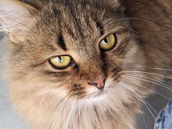 Shiba Inu dog relaxing on grassy lawn in urban park
