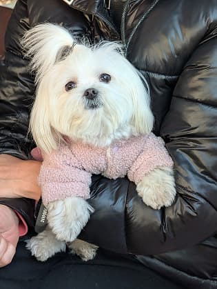 Small dog in pink sweater on black jacket background