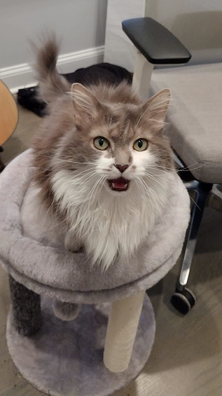 Fluffy white cat on perch looking into camera