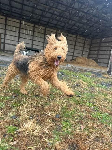 Playful airedale terrier running with ears up