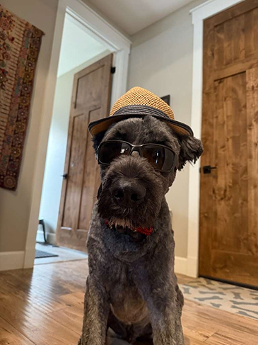 Stylish dog in sunglasses and hat