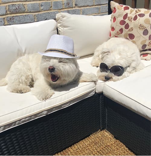 Two fluffy white dogs on outdoor sofa