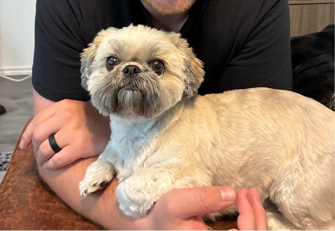 Close-up of person with pet