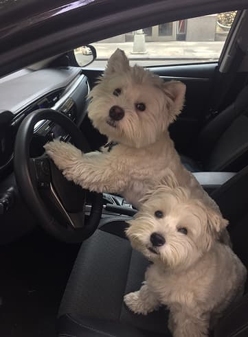 Two white dogs in a car