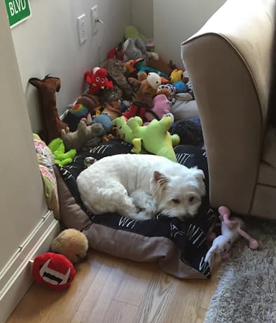 White dog with toys