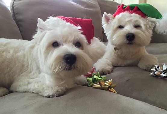 Two white dogs with Christmas hats