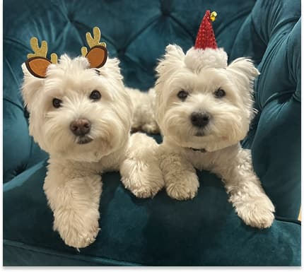 Two white dogs with festive accessories