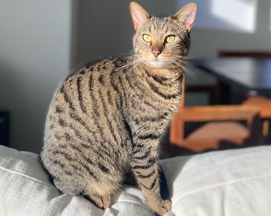 Two dogs in superhero costumes